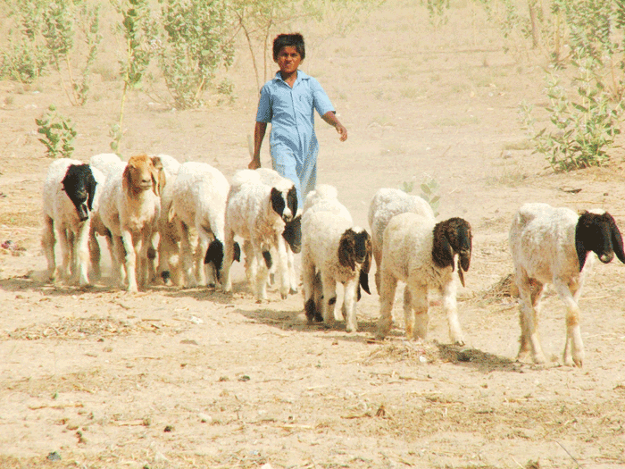 A young boy herding his sheep flock  for grazing in the Barmer district of Rajasthan.